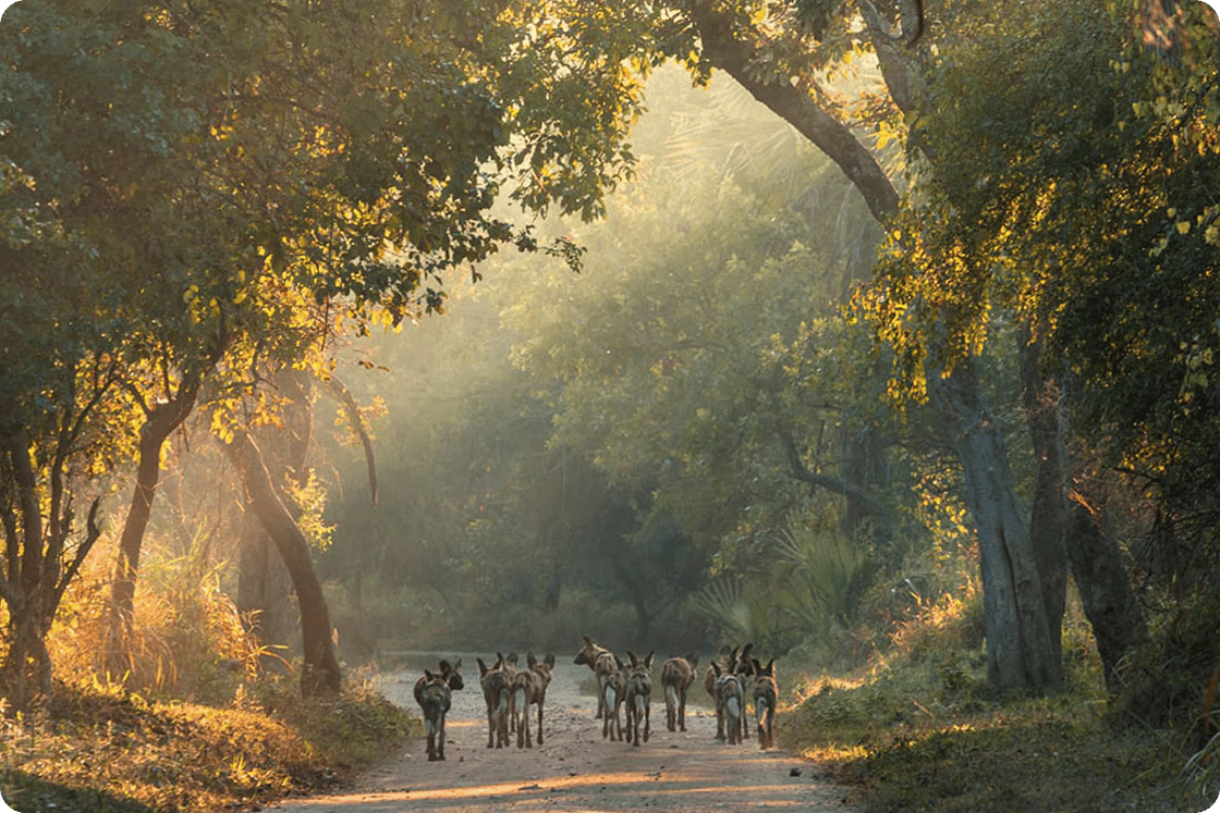 Gorongosa National Park, Mozambique