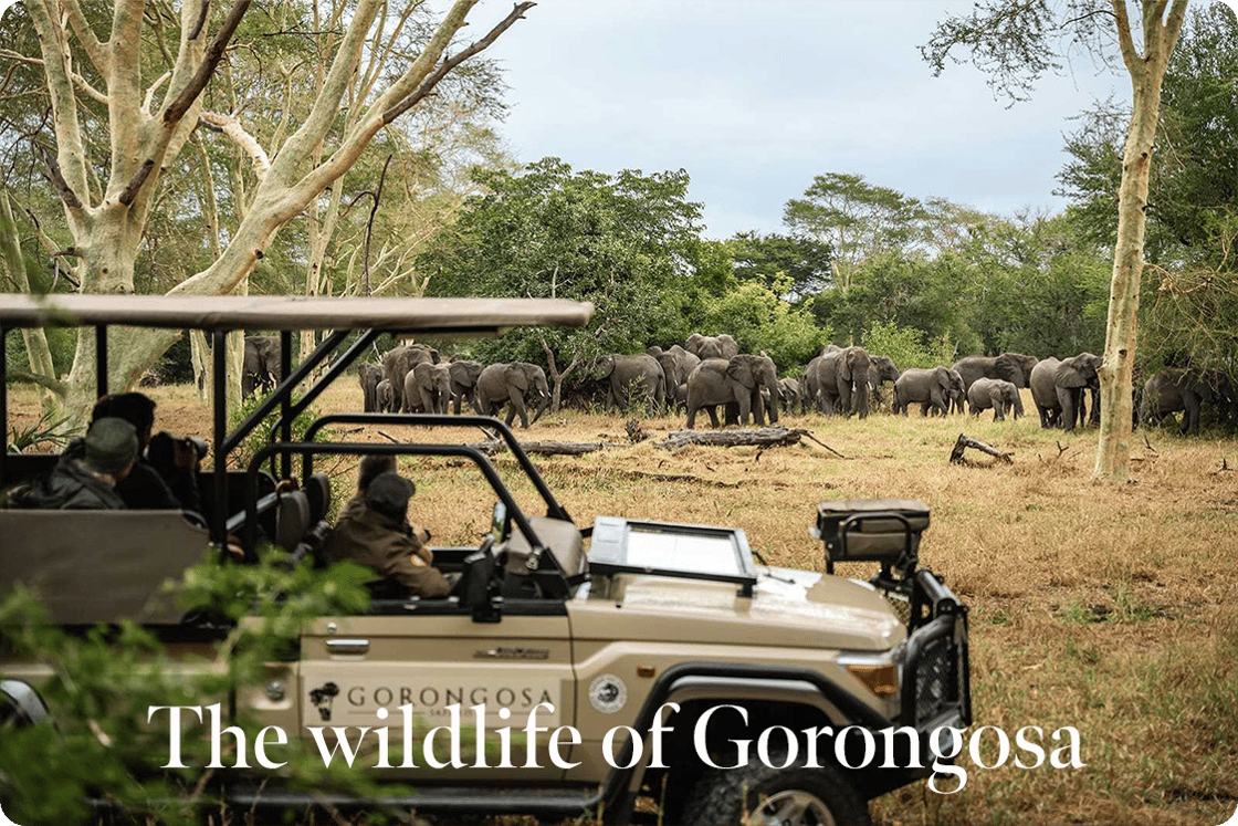 The wildlife of Gorongosa
